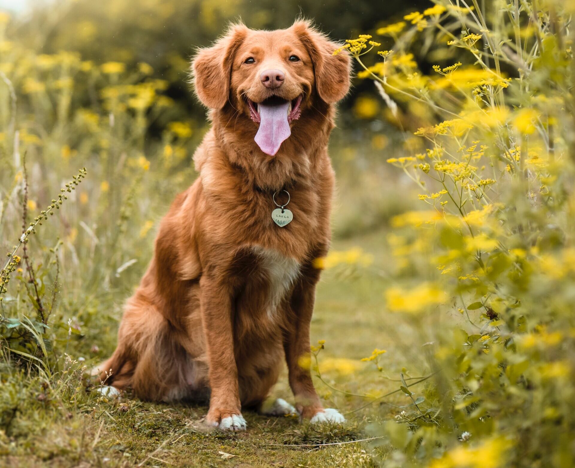 Ophold med hund | hvor kæledyr er tilladt